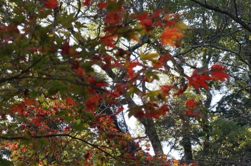 宮島・紅葉