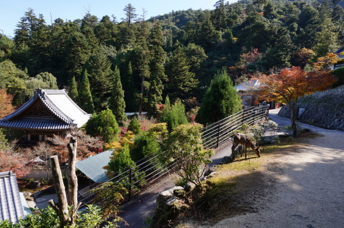 宮島・紅葉と鹿