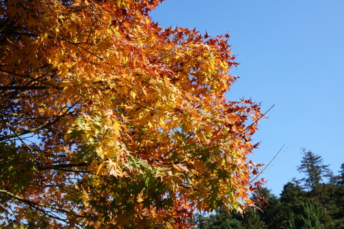 宮島・紅葉