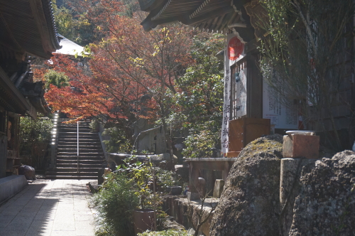 宮島・紅葉