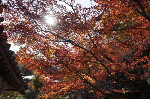 宮島・紅葉