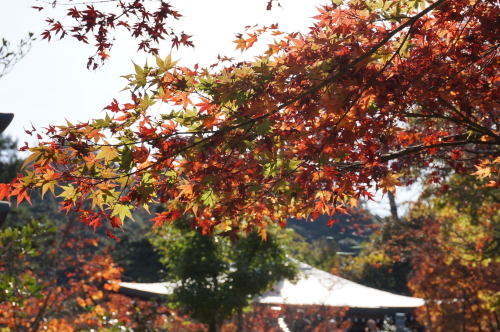 宮島・紅葉