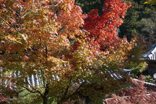 宮島・紅葉