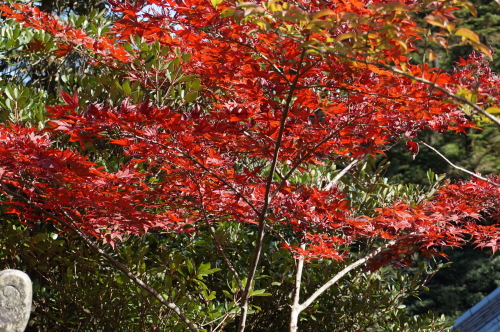 宮島・紅葉