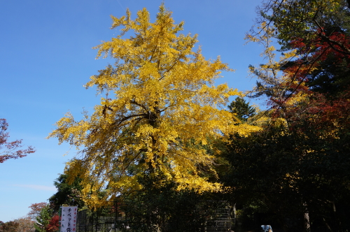 宮島・紅葉