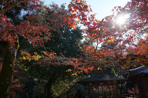 宮島・紅葉