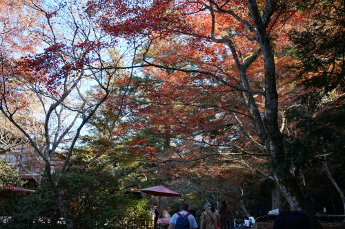 宮島・紅葉