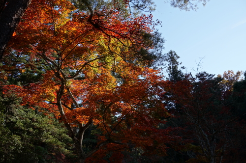 宮島・紅葉