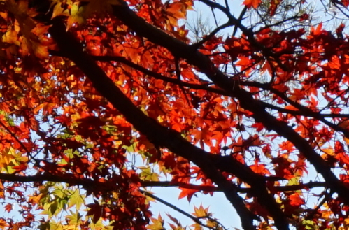 宮島・紅葉