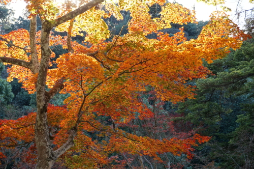 宮島・紅葉