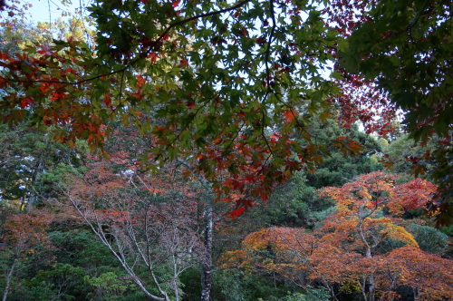 宮島・紅葉谷公園