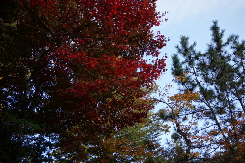 宮島・紅葉