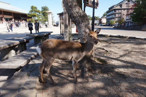 宮島、鹿