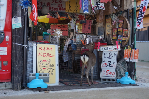 宮島、鹿