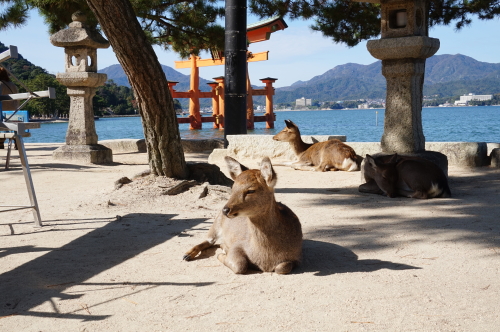 宮島、鹿