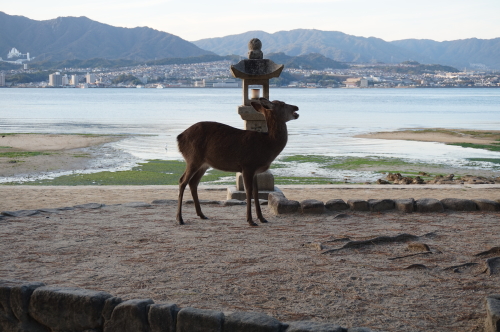 宮島、鹿