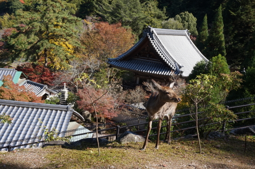 宮島・鹿