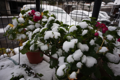 1月24日、雪