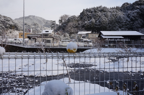 1月24日、雪