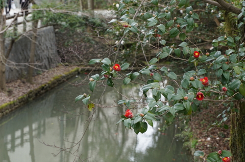 道後公園　椿