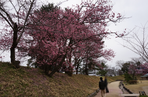 道後公園　彼岸桜