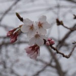 桜