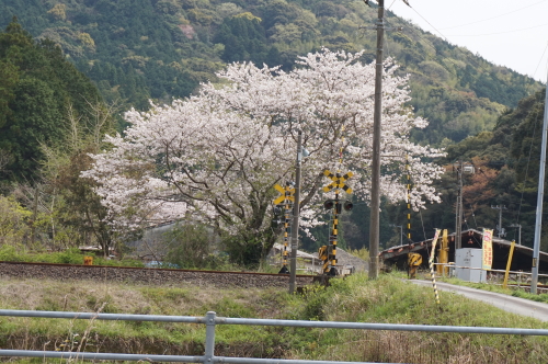 にしおおがた駅近くの踏切の桜