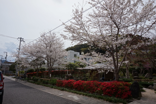 2016年・桜・四万十市