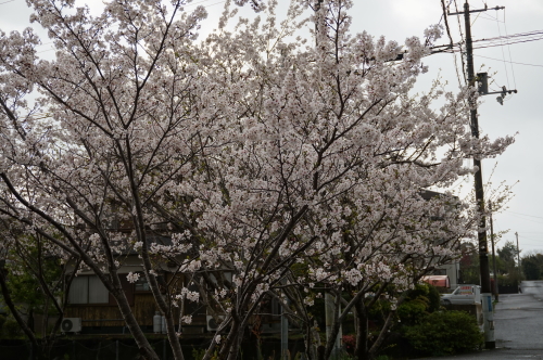 2016年宿毛の桜