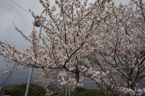 2016年宿毛、遍路道の桜