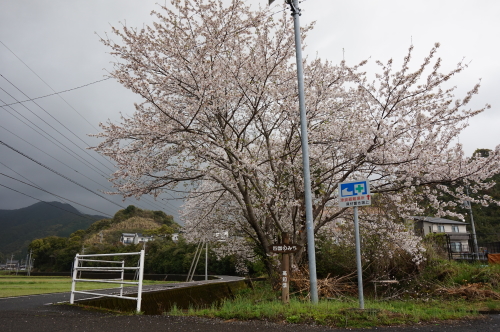 2016年、宿毛、遍路道の桜