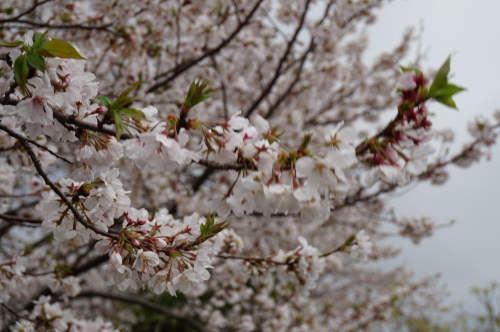 2016年宿毛、遍路道に咲く桜