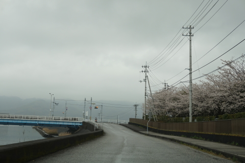 2016年高知市高須の桜