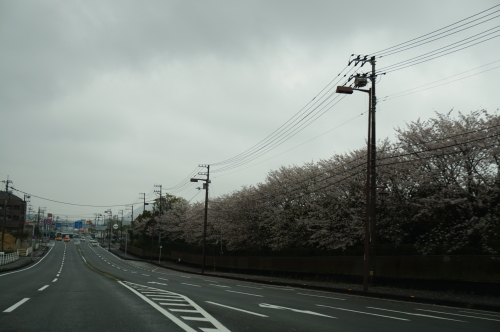 2016年高知市高須の桜