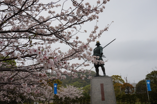 桜と長宗我部元親