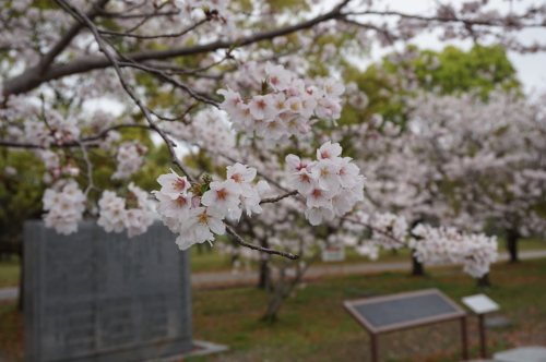 若宮八幡宮の桜