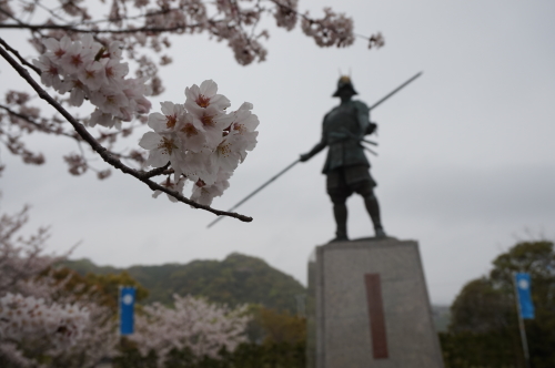 桜と長宗我部元親