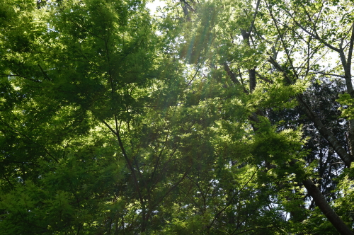 香山寺、もみじ