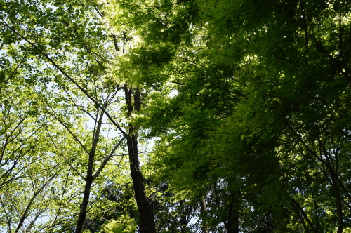 香山寺、もみじ