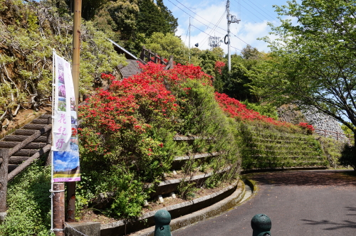 香山寺、つつじ