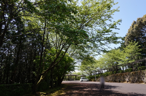 香山寺、新緑