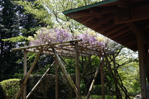 香山寺、藤棚