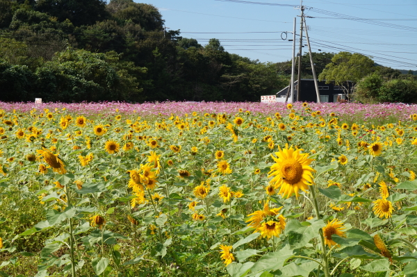 大月-ひまわりとコスモス