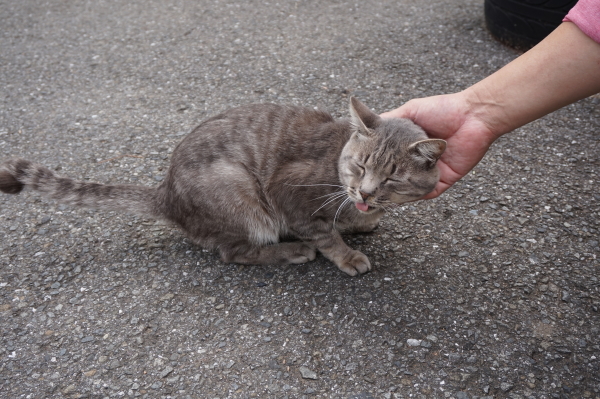 ヤシィパークの猫