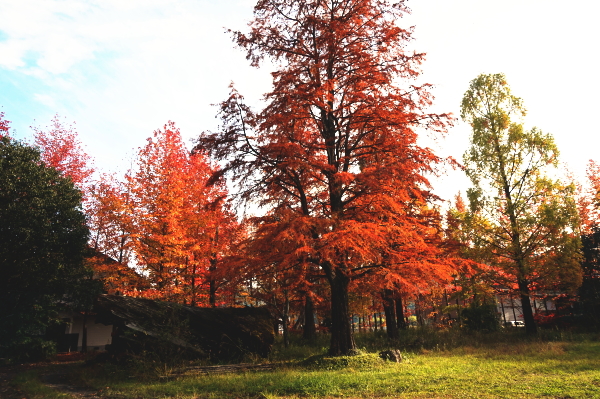 ロガーの紅葉