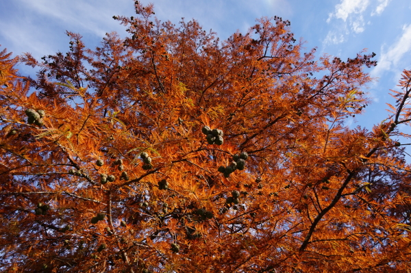 ロガーの紅葉