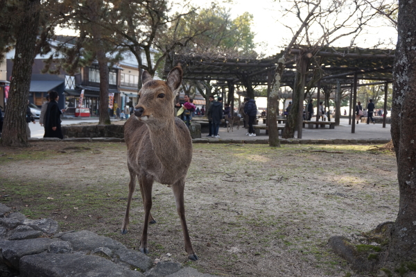 宮島