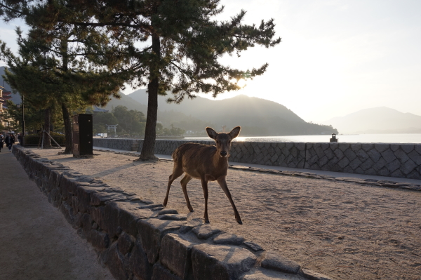 宮島