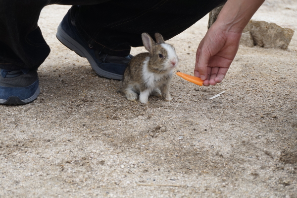 うさぎ島