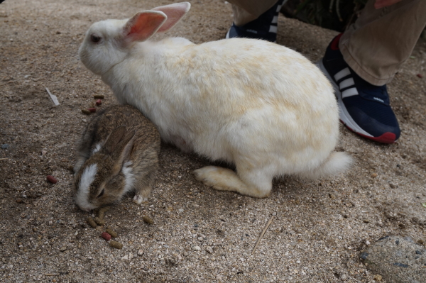 うさぎ島